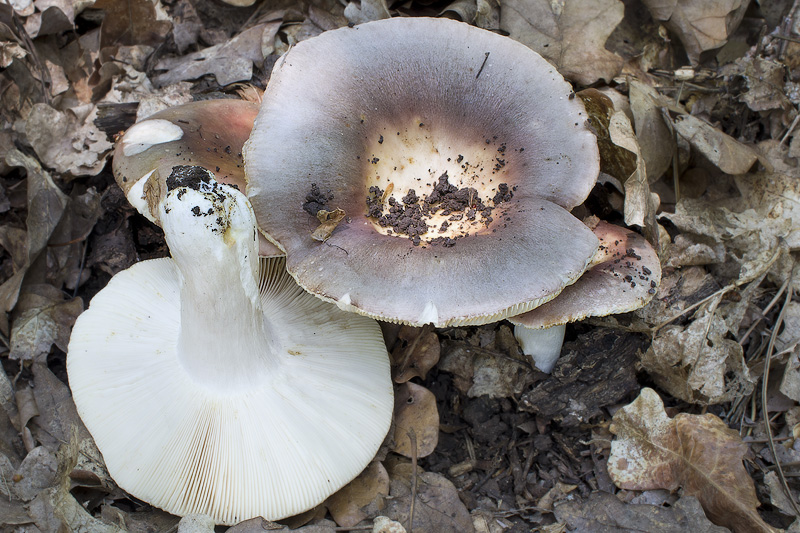 Russula grisea